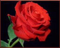 Quality is as difficult to define as love ... but just as easy to recognize. (Red Rose Photo).